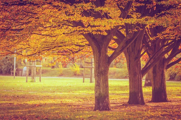Colorful autumn in park. — Stock Photo, Image