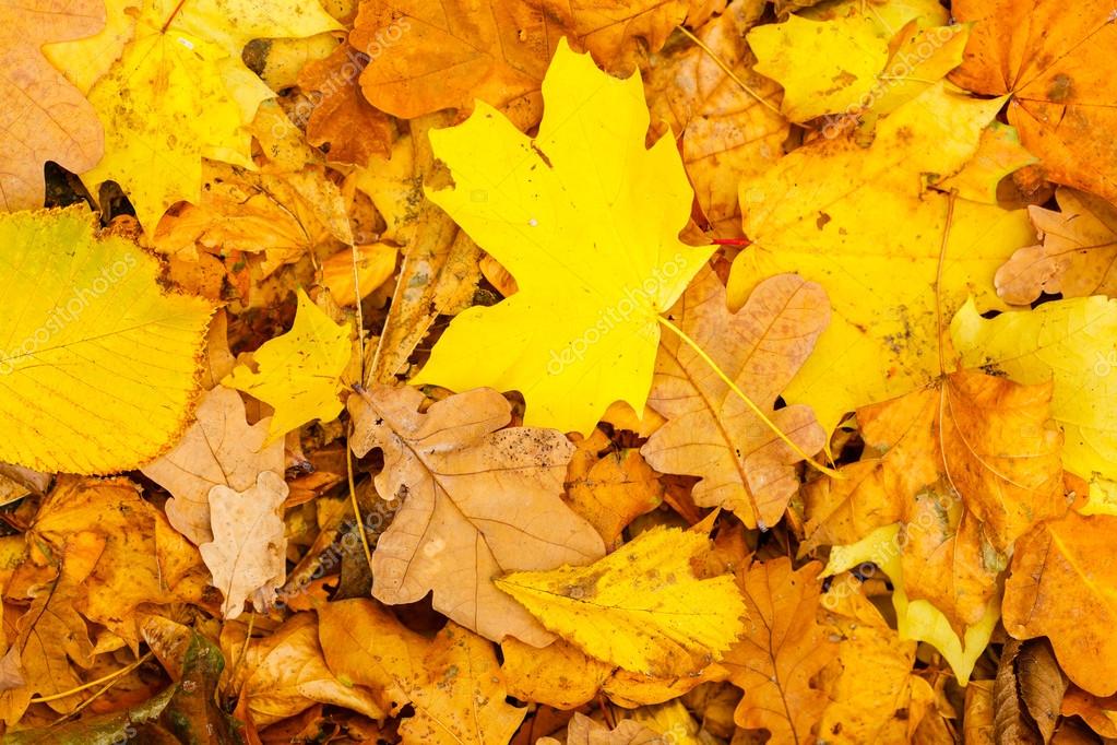 Autumn. Yellow leaves fall background. Stock Photo by ©Voyagerix 121358468