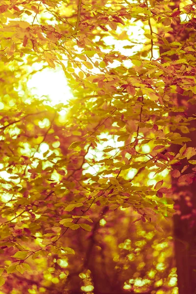 Colorido otoño en el parque . — Foto de Stock