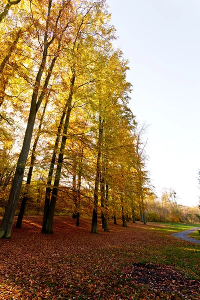 Arbres à la lisière des bois . — Photo