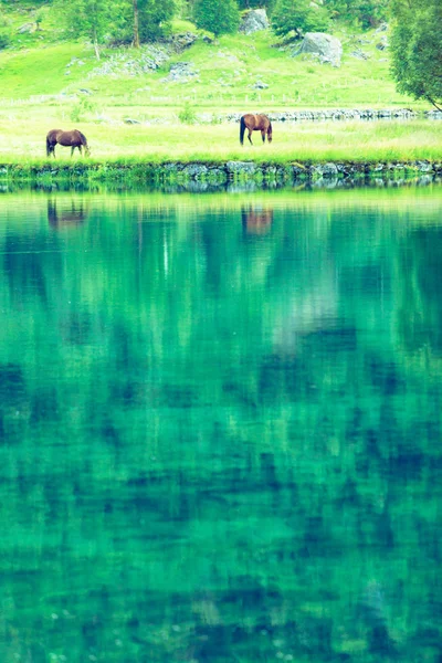 Koni na pastwiskach, na brzegu jeziora — Zdjęcie stockowe