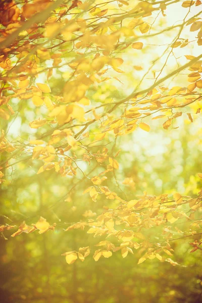 Kleine takken in de zon. — Stockfoto