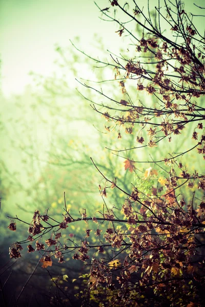 Πολύχρωμα φύλλα στο πάρκο. — Φωτογραφία Αρχείου