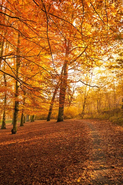 Höstlig träd i solsken. — Stockfoto