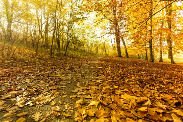 Színes őszi parkban. — Stock Fotó