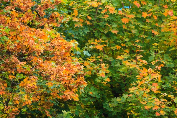 Cadere alberi giallo arancio foglie natura fondo — Foto Stock