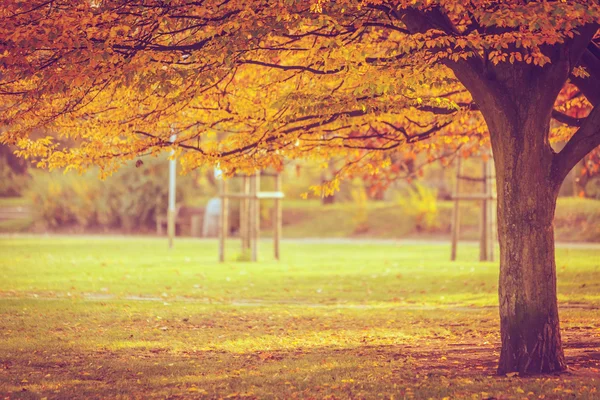 Colorido otoño en el parque . — Foto de Stock