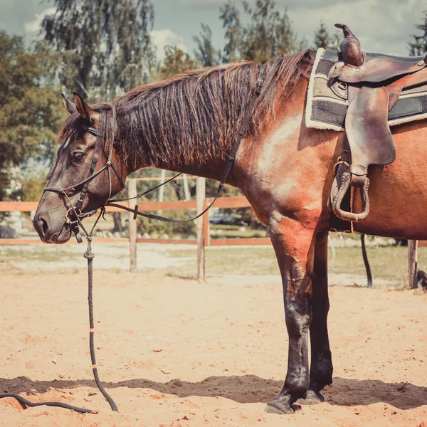 Brun häst hingst. — Stockfoto