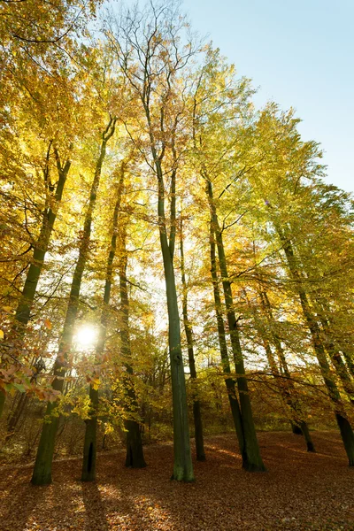 Őszi fák, napsütésben. — Stock Fotó
