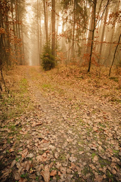 Sisli sonbahar ormanlarında yol — Stok fotoğraf