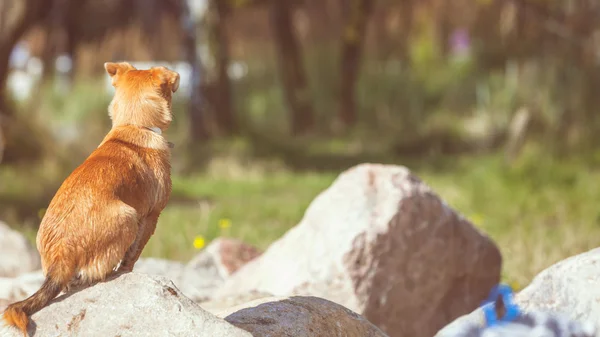 Cão lindo jogando ao ar livre sozinho . — Fotografia de Stock