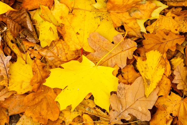 Gevallen bladeren op grond. — Stockfoto