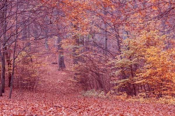 Herfst struiken in bos. — Stockfoto