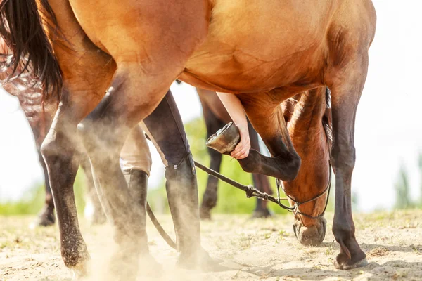 Mujer limpiando pezuña de caballo con paleta —  Fotos de Stock