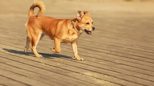 Hermoso perro jugando al aire libre solo . — Foto de Stock