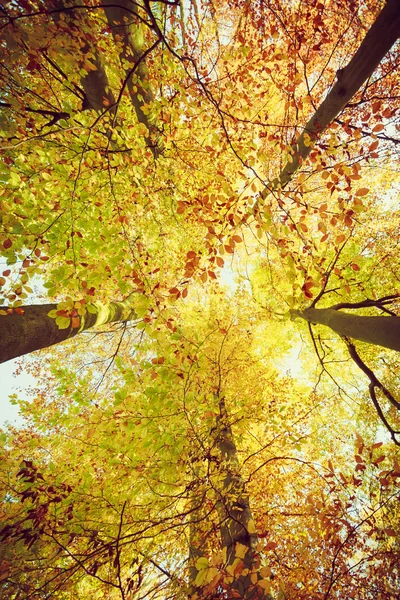 Guardando verso gli alberi con ampio angolo . — Foto Stock