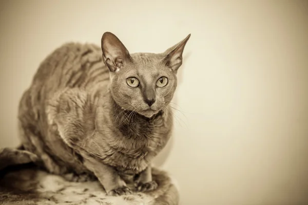 Ζώα στο σπίτι. Αιγυπτιακό πορτρέτο γάτας mau — Φωτογραφία Αρχείου