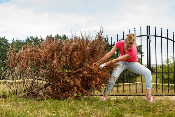 Kadın Bahçıvan Arka Bahçesinden Kurumuş Thuja Ağacını Çekip Çıkarıyor Evin — Stok fotoğraf