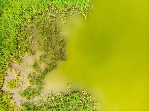 Luftaufnahme Das Ufer Des Sees Ist Mit Grünem Schilf Bewachsen — Stockfoto