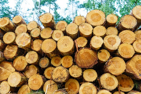 Holzeinschlag Wald Frisch Gefällte Baumstämme Stapelten Sich Holzlagerung Für Die — Stockfoto