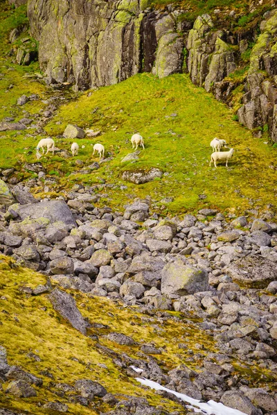 Ovelhas Pastando Prado Verde Nas Montanhas Noruega Paisagem — Fotografia de Stock