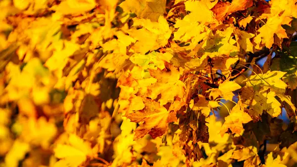 Hojas Amarillas Otoñales Como Fondo Natural Temporada Otoño — Foto de Stock