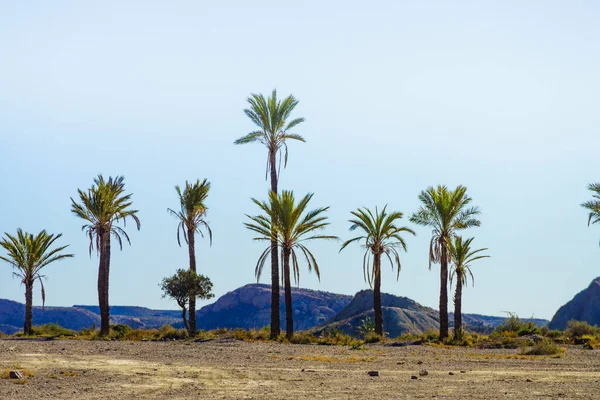 Paisaje Con Palmeras Sierra Alhamilla España — Foto de Stock