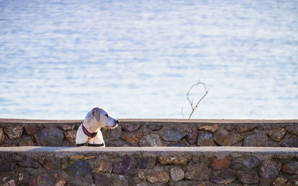 Perro Jugando Aire Libre Animales Mascotas — Foto de Stock