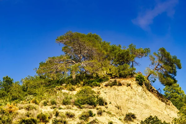 Natura Rocciosa Spagnola Pini Rocce Montagne — Foto Stock