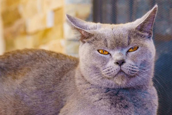Gray Britse Stenografisch Kattenkop Rustend Ter Naar Thuis — Stockfoto