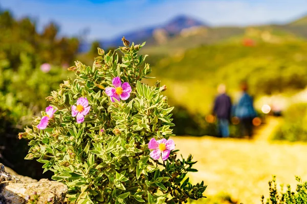 Fiori Persone Sfocate Che Camminano Riserva Naturale Nella Sierra Del — Foto Stock