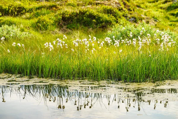 Flores Blancas Orilla Del Río Lago Agua Primavera Verano —  Fotos de Stock
