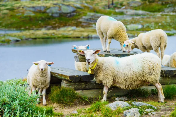 Moutons Dans Les Montagnes Nordiques Sur Zone Repos Norvège Paysage — Photo