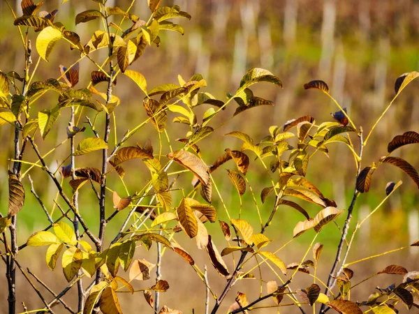 Autumn Tree Leaves Vineyard Background Location Jura Arbois France — Stock Photo, Image