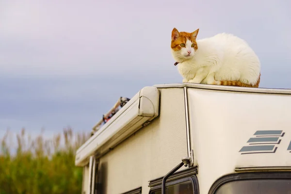 White Cat Roof Camper Vehicle Motorhome Traveling Pet — Stock Photo, Image
