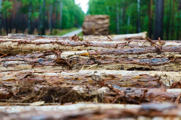 森林での木材伐採 新鮮な木の丸太が積み上げられた 産業用木材貯蔵 — ストック写真