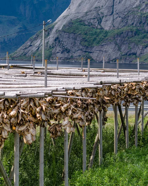 Morina Balıkları Raflarda Kuruyor Arka Planda Dağlar Var Norveç Sanayi — Stok fotoğraf