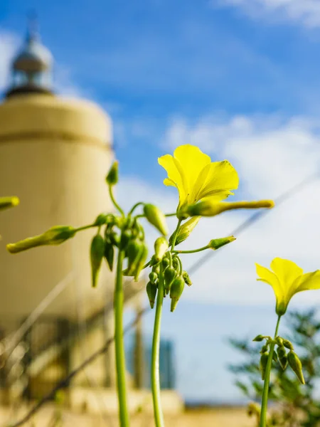 Spring Yellow Flowers Carbonera Lighthouse Punta Mala Alcaidesa Spain Lantern — Stock Photo, Image