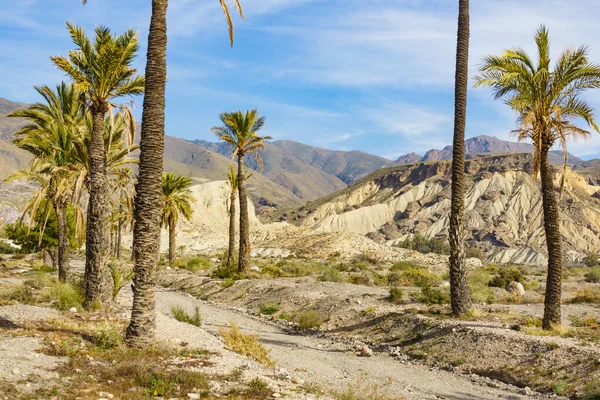 Landscape Palm Trees Sierra Alhamilla Mountain Range Spain — Stock Photo, Image