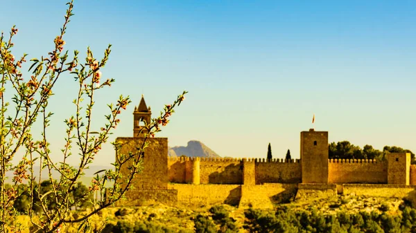 Tavaszi Virágzó Alcazaba Erőd Távolban Antequera Malaga Tartomány Andalucia Spanyolország — Stock Fotó