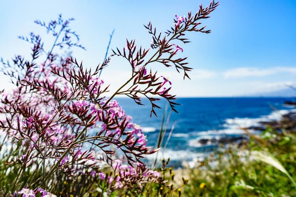 Fleurs Roses Sur Côte Méditerranéenne Journée Ensoleillée Printemps — Photo