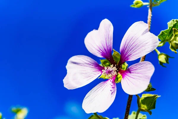 Fiore Rosa Contro Cielo Blu Costa Mediterranea Giornata Sole Primavera — Foto Stock