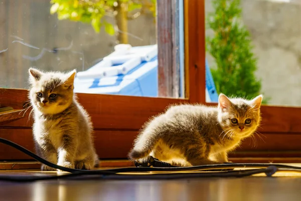 Dos Gatos Británicos Grises Lindos Gatitos Jugando Casa — Foto de Stock