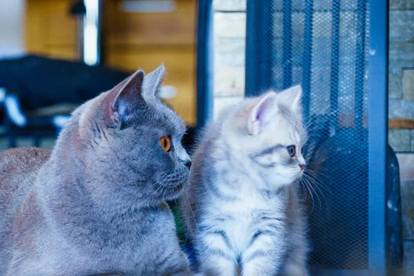Gris Británico Taquigrafía Madre Gato Con Gatito Casa — Foto de Stock