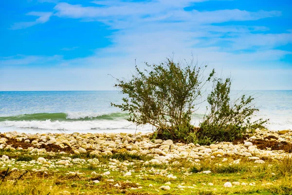 Plaj Bitkisi Olan Deniz Kıyısı Deniz Manzarası — Stok fotoğraf