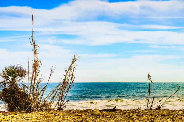 Orilla Del Mar Con Planta Playa Paisaje Costero —  Fotos de Stock