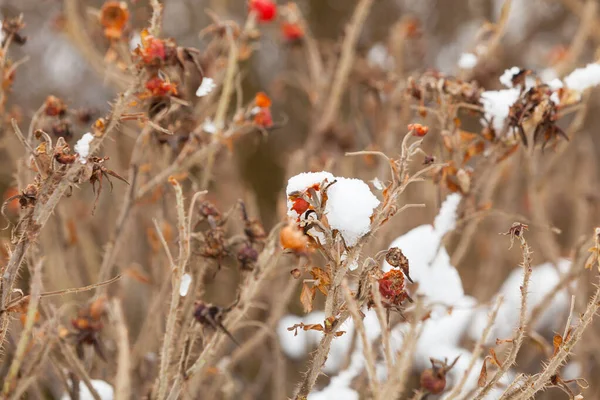 Natuur Flora Duurzame Besneeuwde Koude Dagen Concept Gedroogde Rozenstruiken Winterweer — Stockfoto