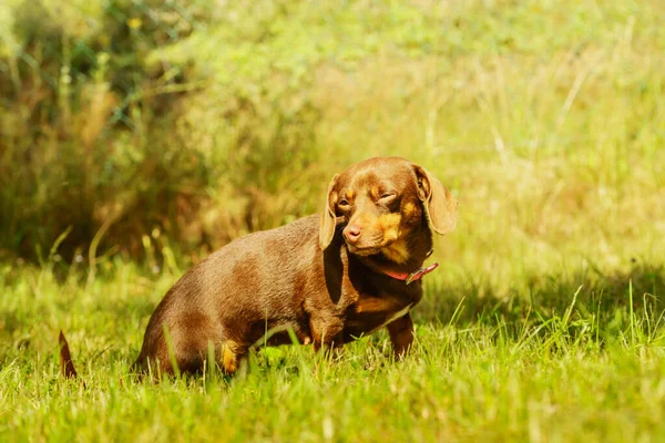 Pequeno Dachshund Raça Pura Longo Encorpado Pernas Curtas Pequeno Cão — Fotografia de Stock