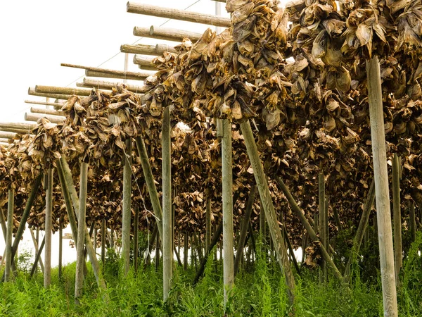 Cod Stockfish Drying Racks Lofoten Islands Industrial Fishing Norway — Stock Photo, Image