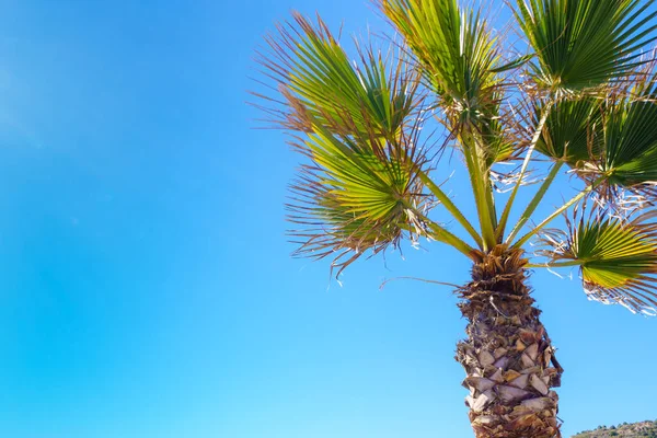 Palmuja Sininen Taivas Matkustaminen — kuvapankkivalokuva